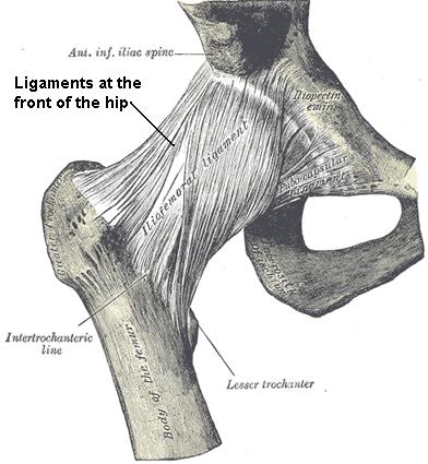 The Hip Joint Biology Diagrams